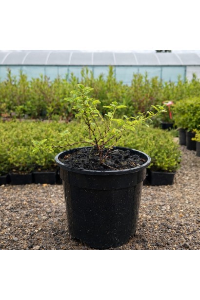 Цеанотус щитовидний Конча купити п9, 0,5л, р9